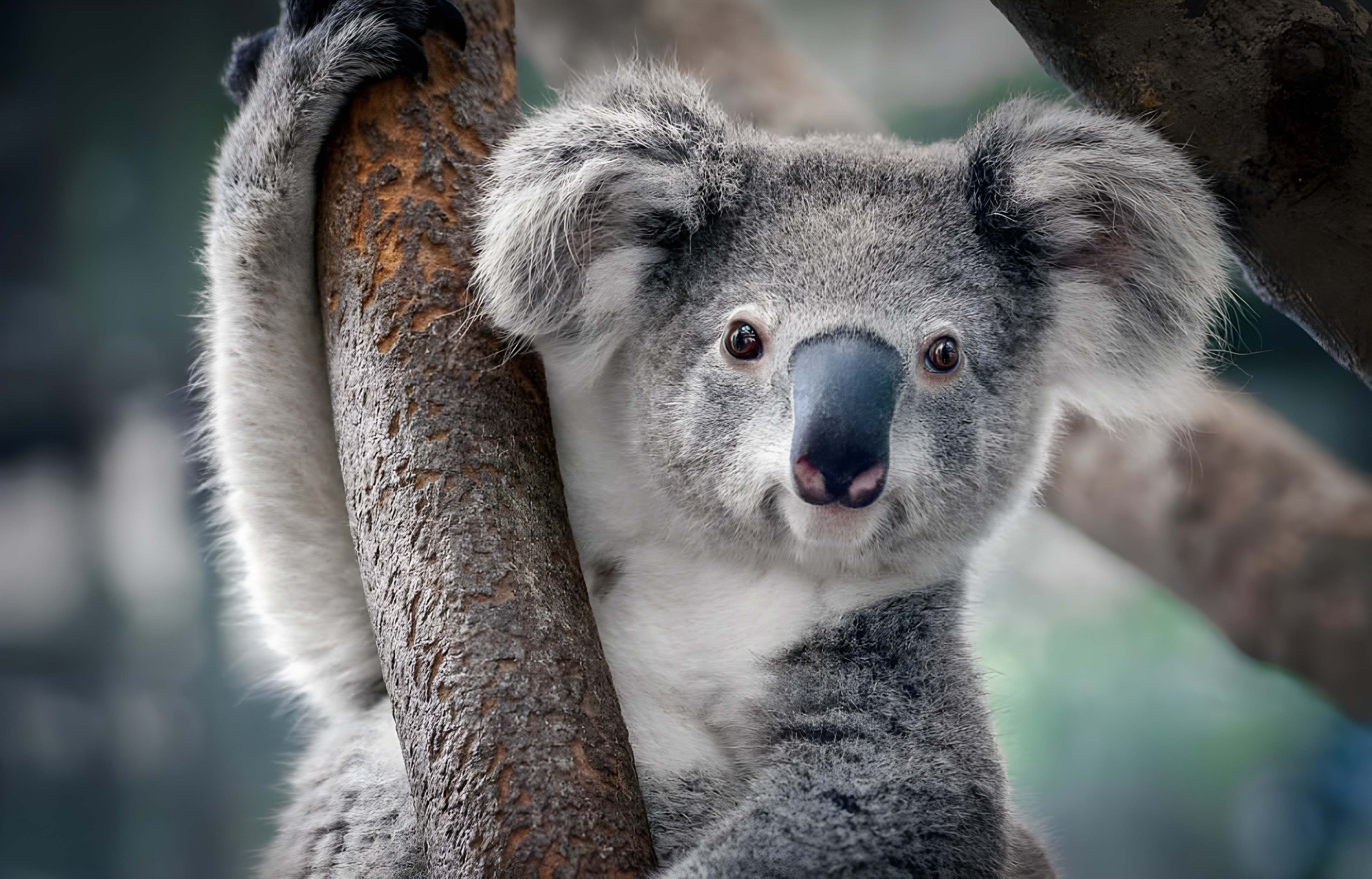 Maru Koala & Animal Park tickets