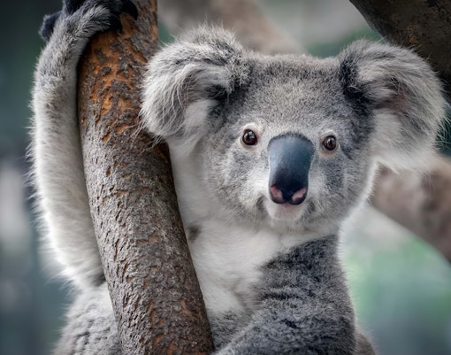 wild life sydney zoo tickets koala
