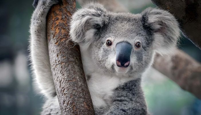 Maru Koala & Animal Park tickets