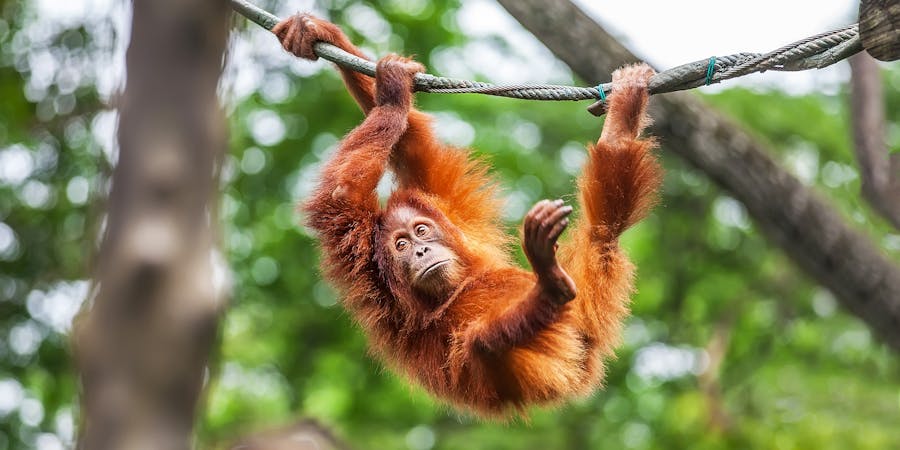 Singapore in October - things to do - Singapore Zoo