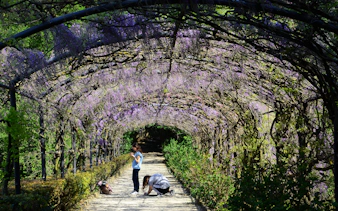 Visitors walking under wisteria-covered archway in Bardini Gardens, Florence.