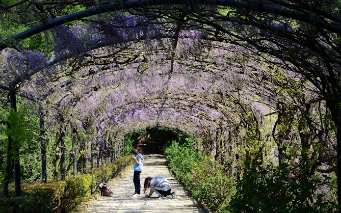 Visitors walking under wisteria-covered archway in Bardini Gardens, Florence.