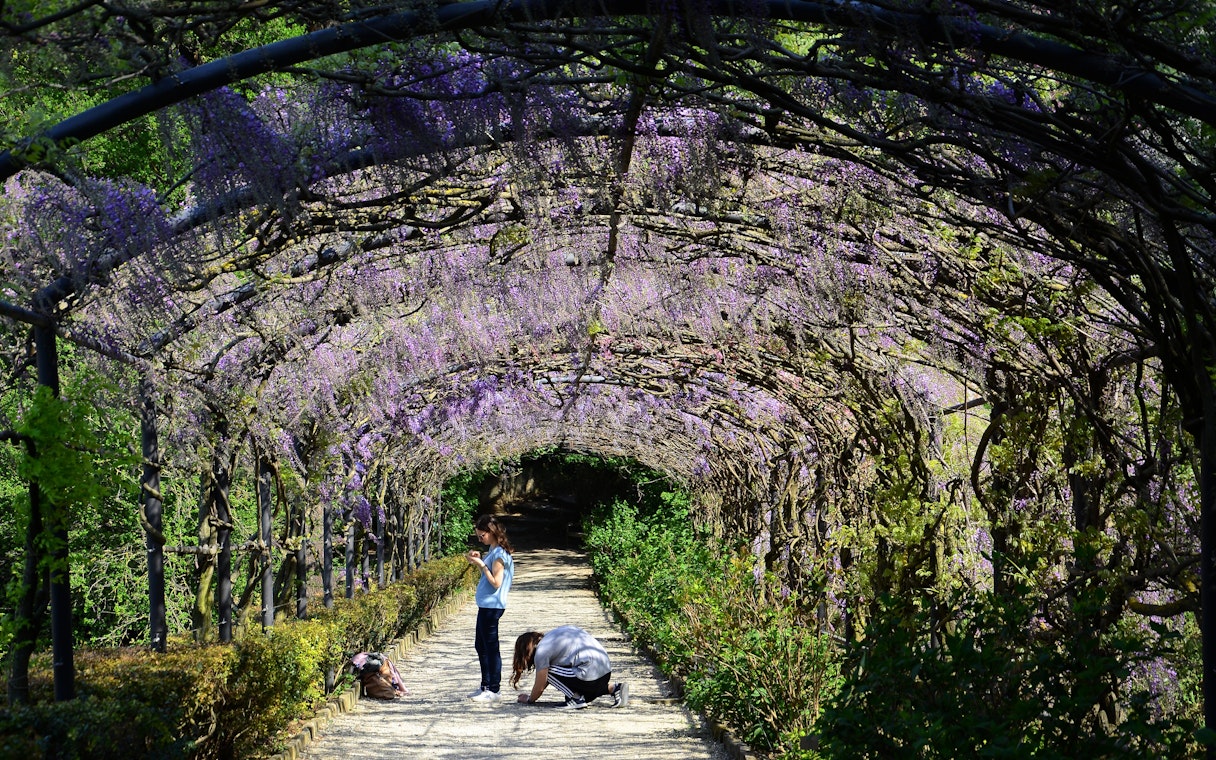 Visitors walking under wisteria-covered archway in Bardini Gardens, Florence.