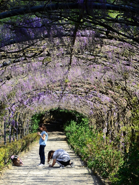 Visitors walking under wisteria-covered archway in Bardini Gardens, Florence.