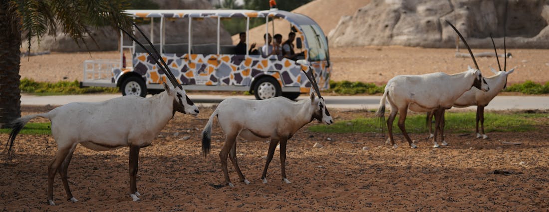 Dubai Safari Park 