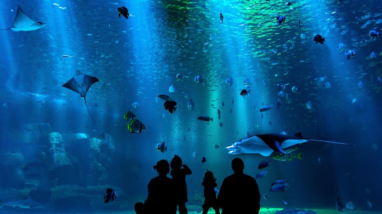 aquarium lost chambers dubai