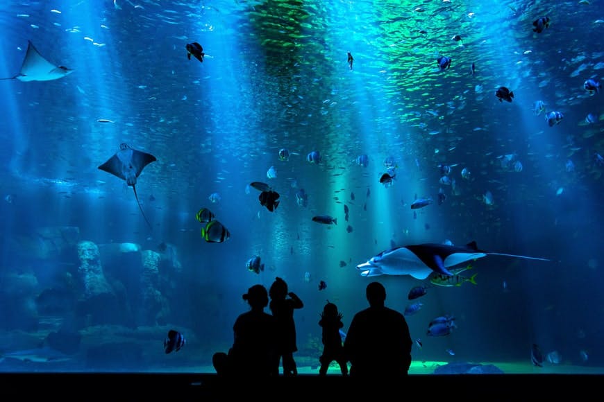  Lost Chambers Aquarium Dubai Attractions