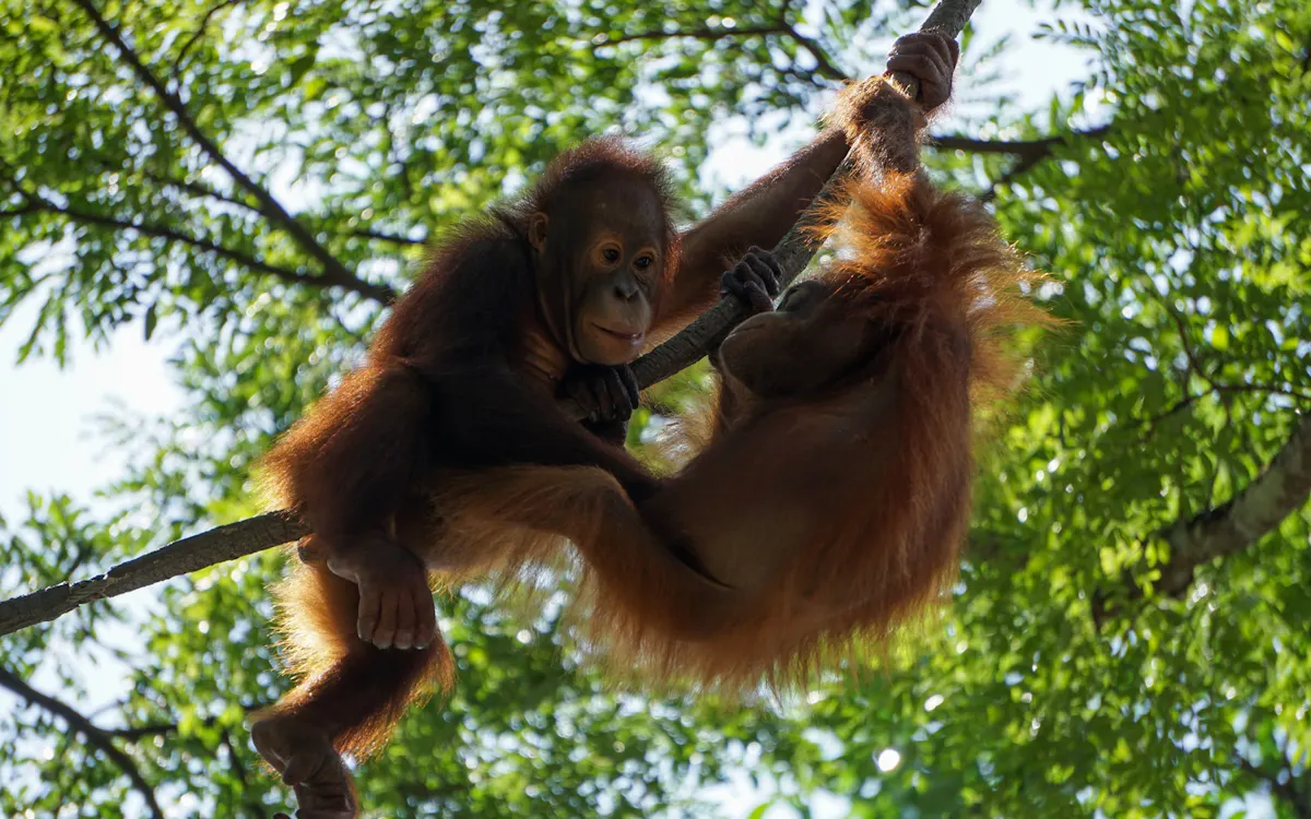 singapore zoo - things to do