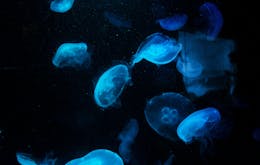 Melbourne Trip Planner