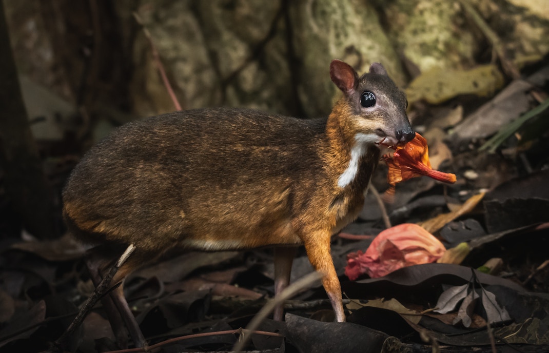 Singapore Zoo - mouse deer