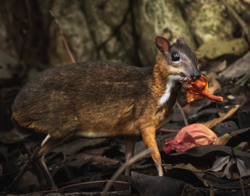 Lesser mouse deer in a lush forest habitat