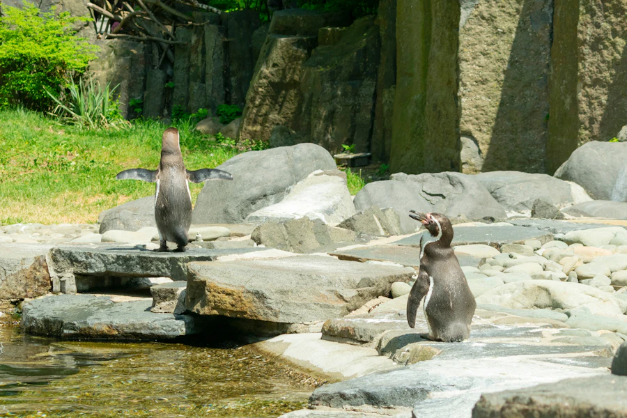 phillip island nature parks location directions