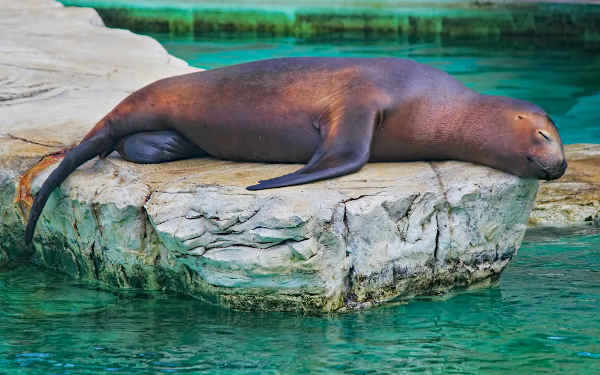 singapore zoo - things to do
