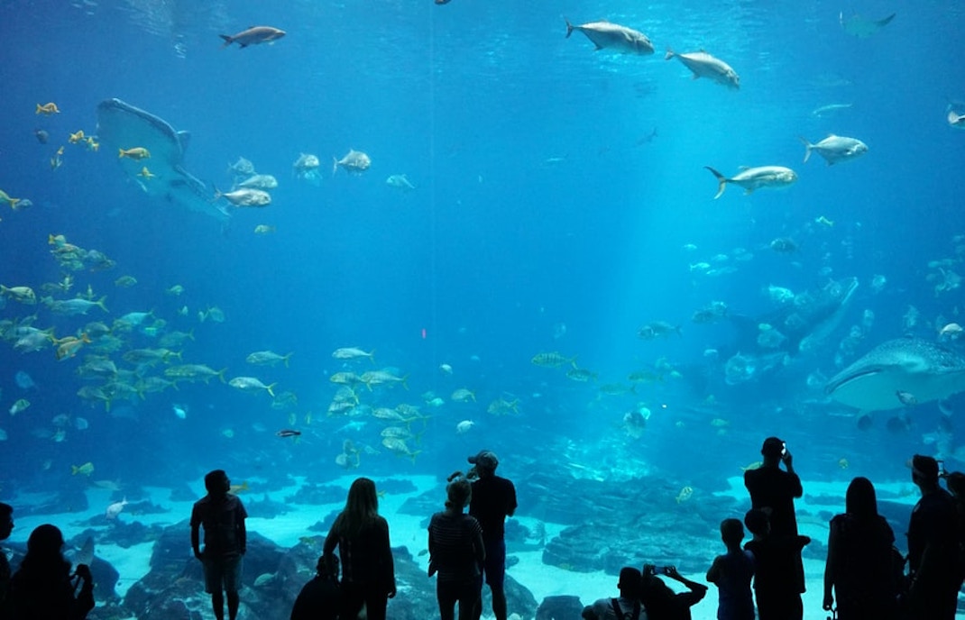 aquarium lost chambers dubai