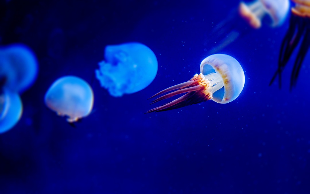 Acquario Parigi biglietti