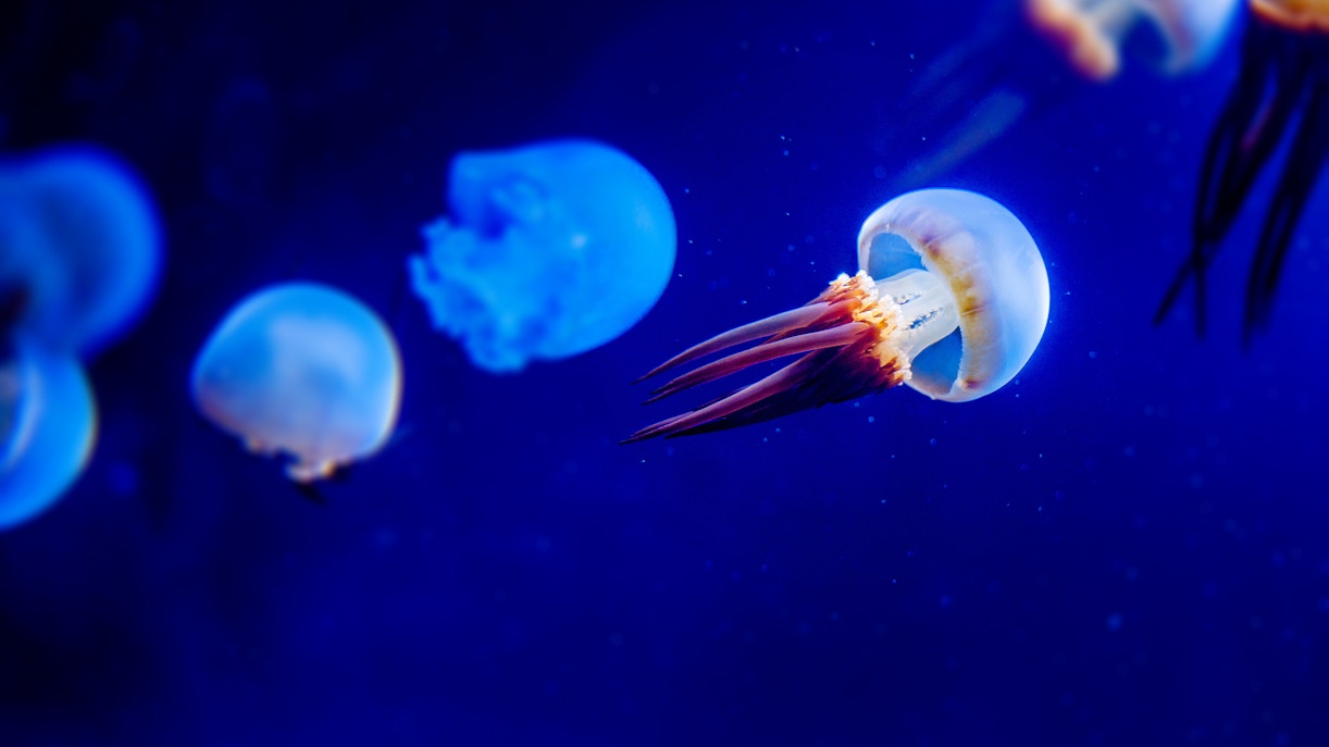 entradas acuario de genova