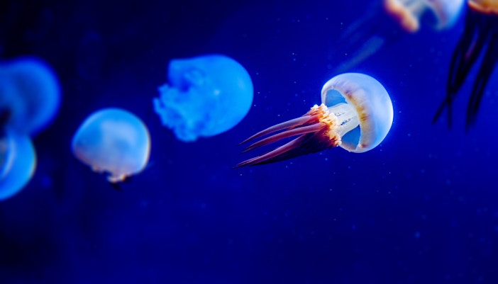 entradas acuario de génova