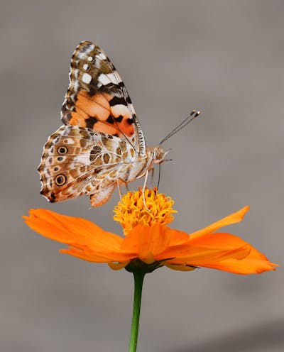 Dubai Butterfly Garden