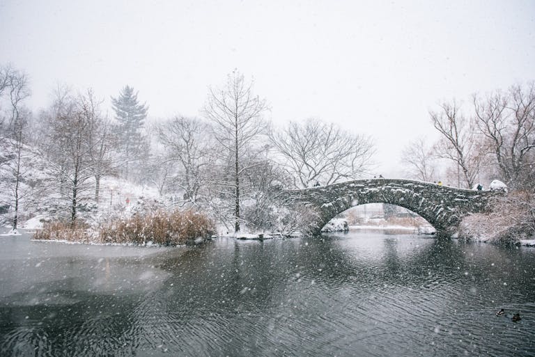 Central Park - New York in January