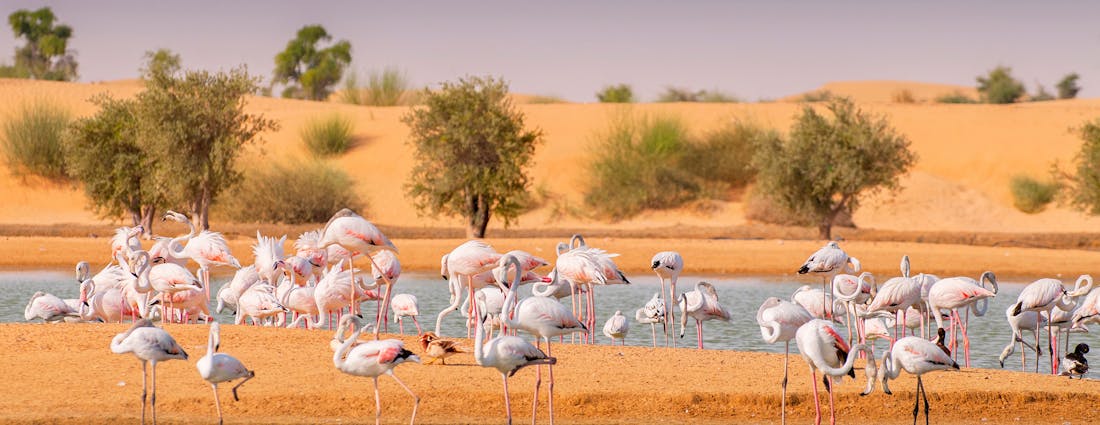 Camping in Dubai Desert