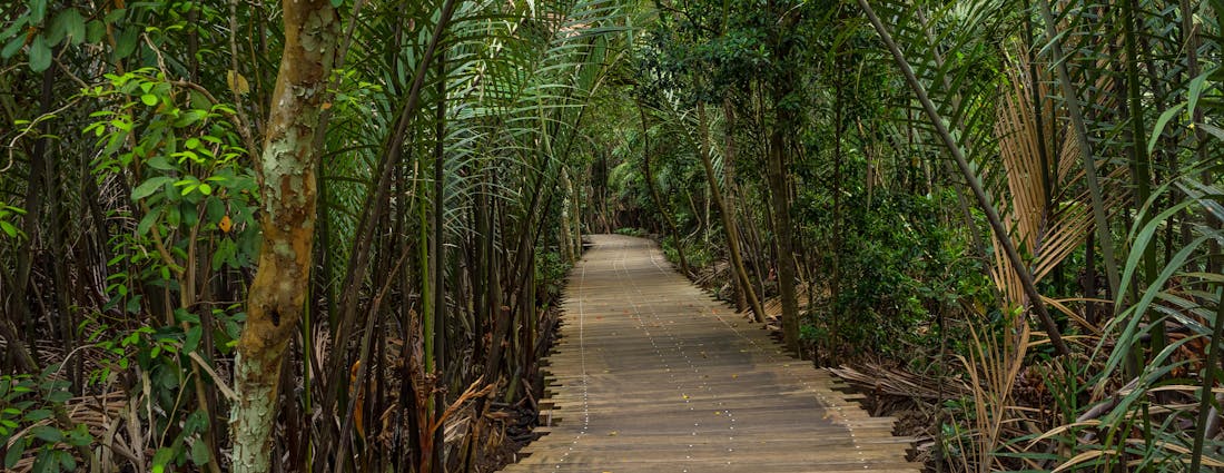 Singapore Wildlife