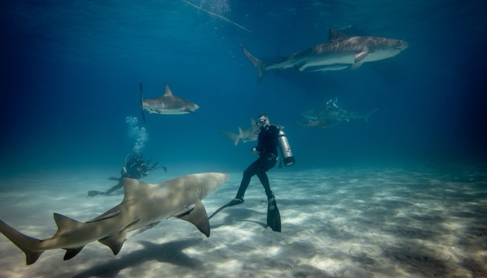 aquarium lost chambers dubai