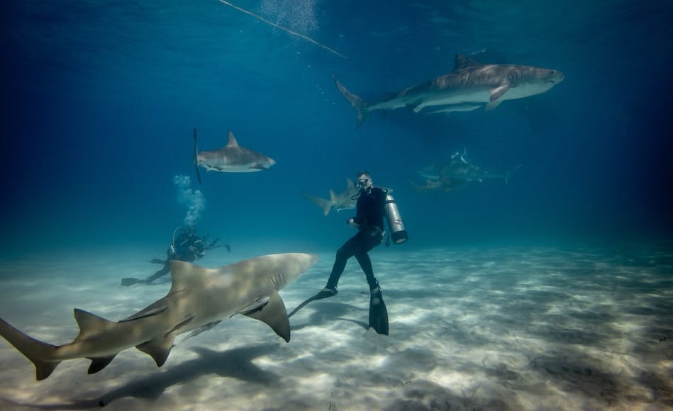  Lost Chambers Aquarium Dubai Attractions