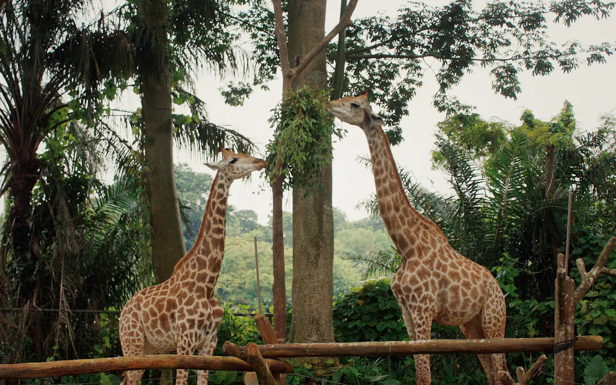 singapore zoo - things to do