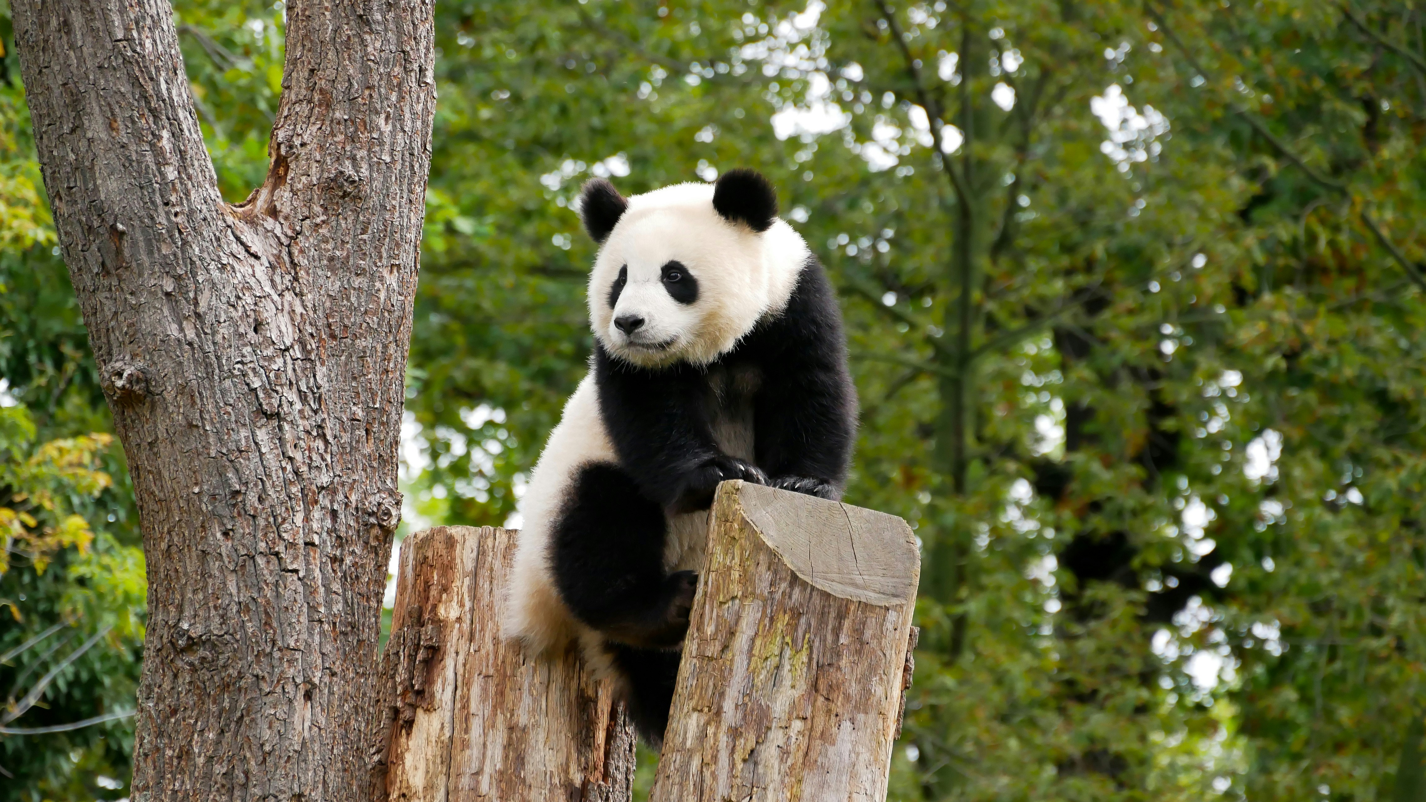 Giant panda sitting on a tree stump in a forest setting.