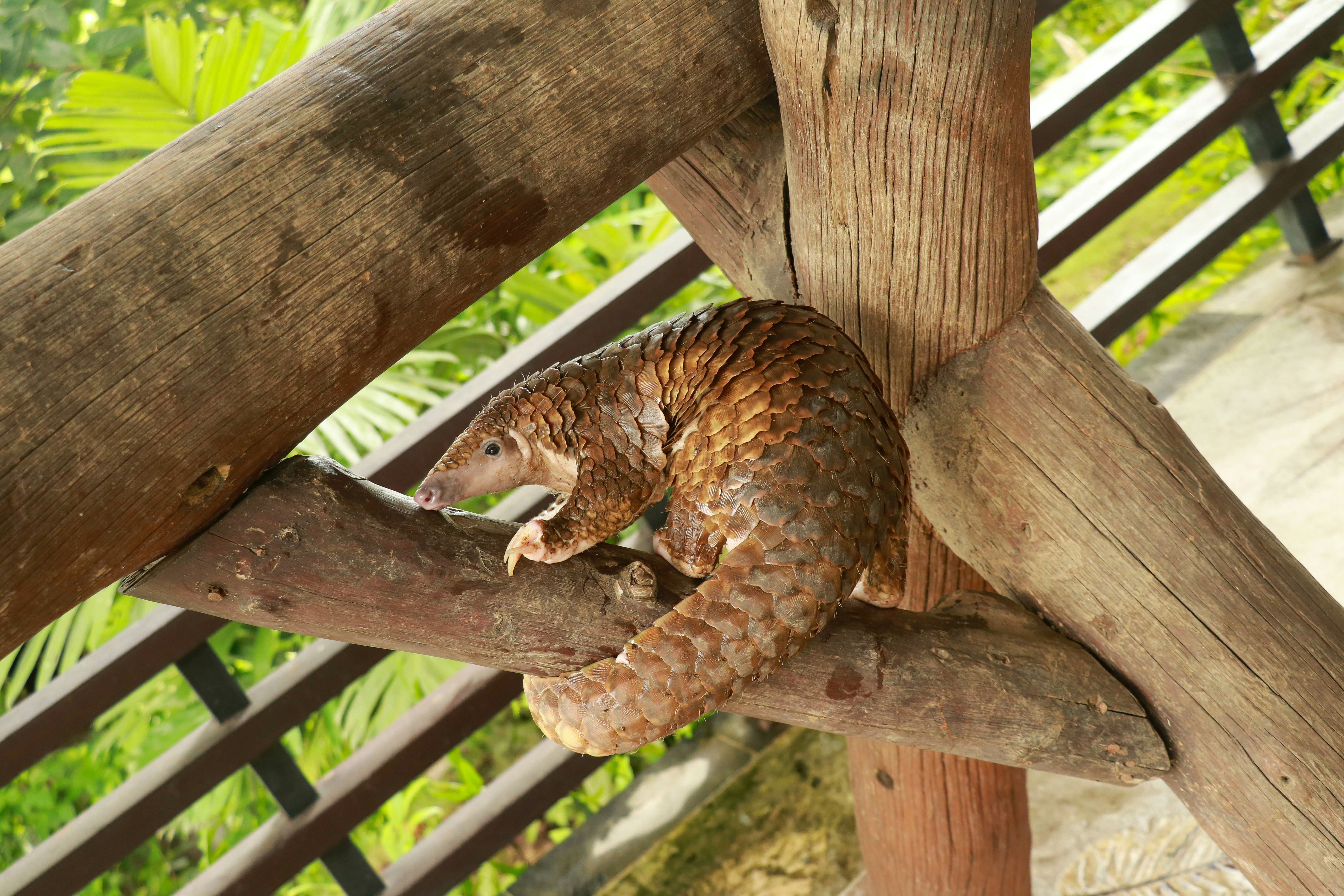Sunda Pangolin resting on wooden beams in a tropical setting.