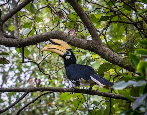 Hornbill and Toucans, Bird Paradise