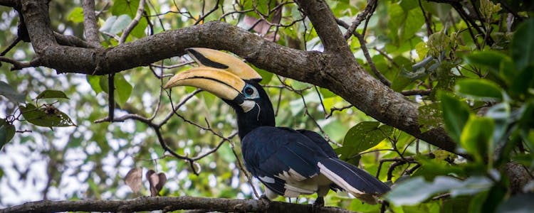 Singapore Wildlife