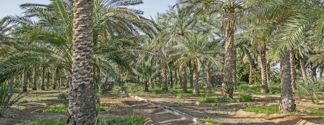 Dubai Desert UAE