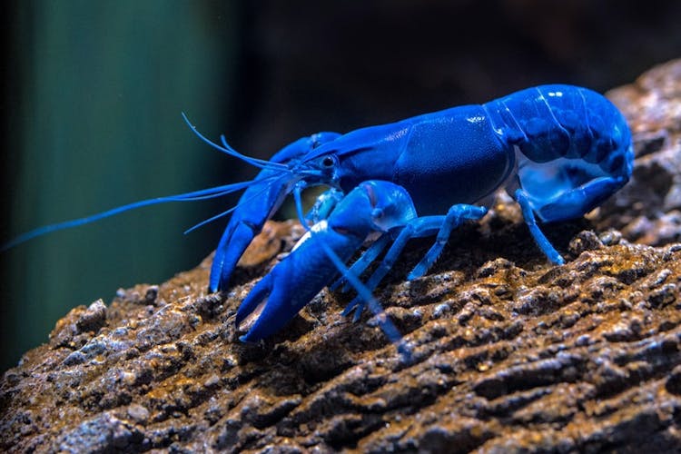 lobsters