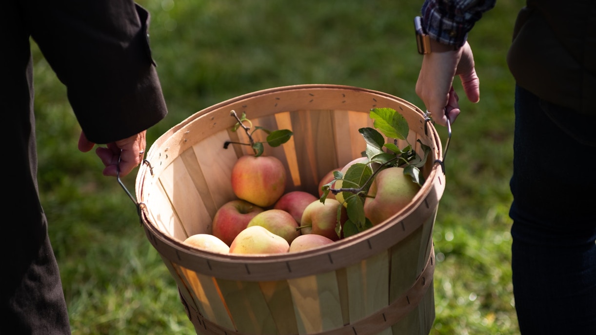 People picking apples in an orchard near Sydney, Australia, during July.