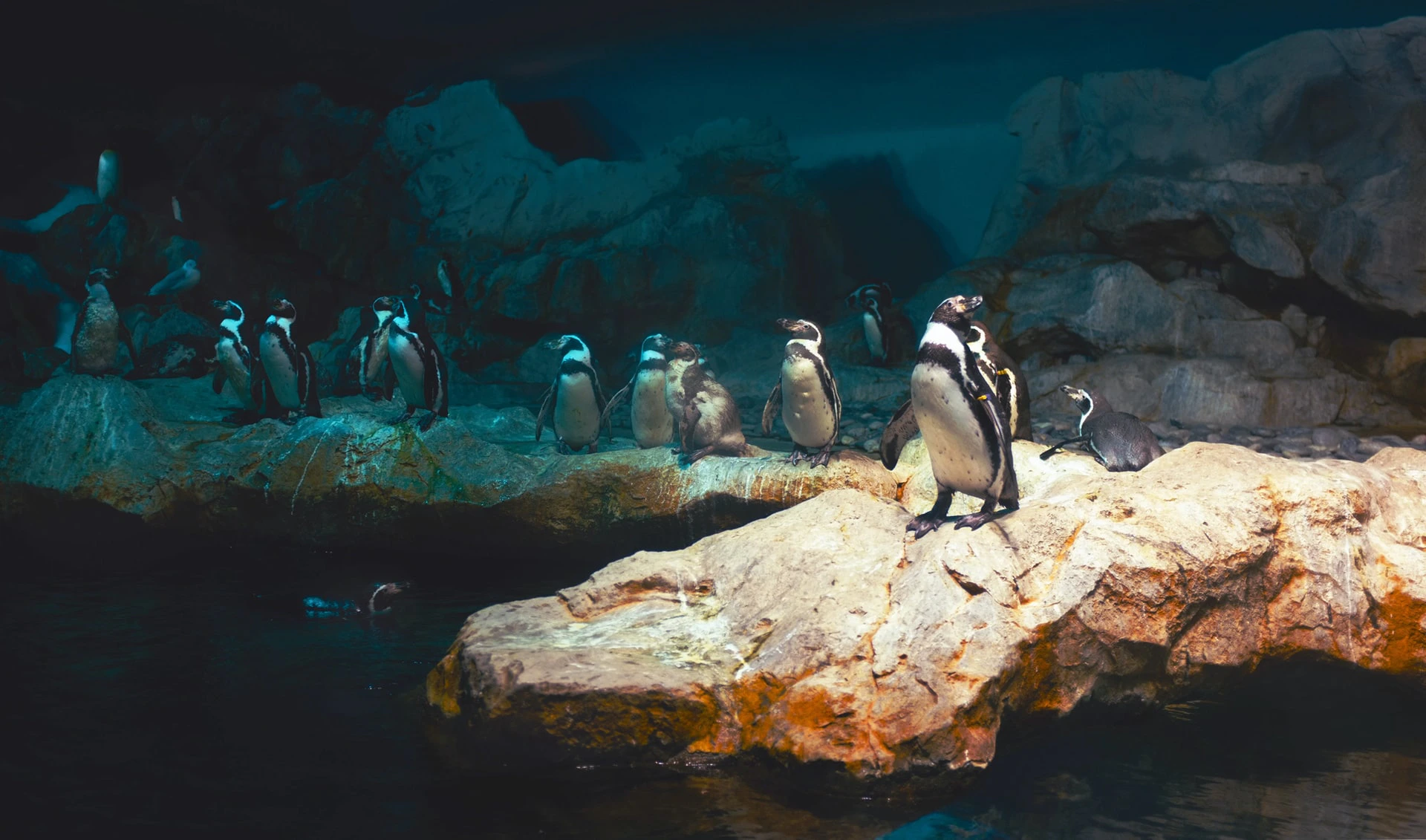 Penguins on rocky terrain at Singapore Zoo exhibit.