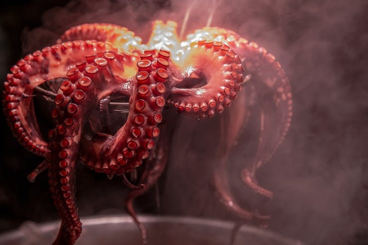 octopuses