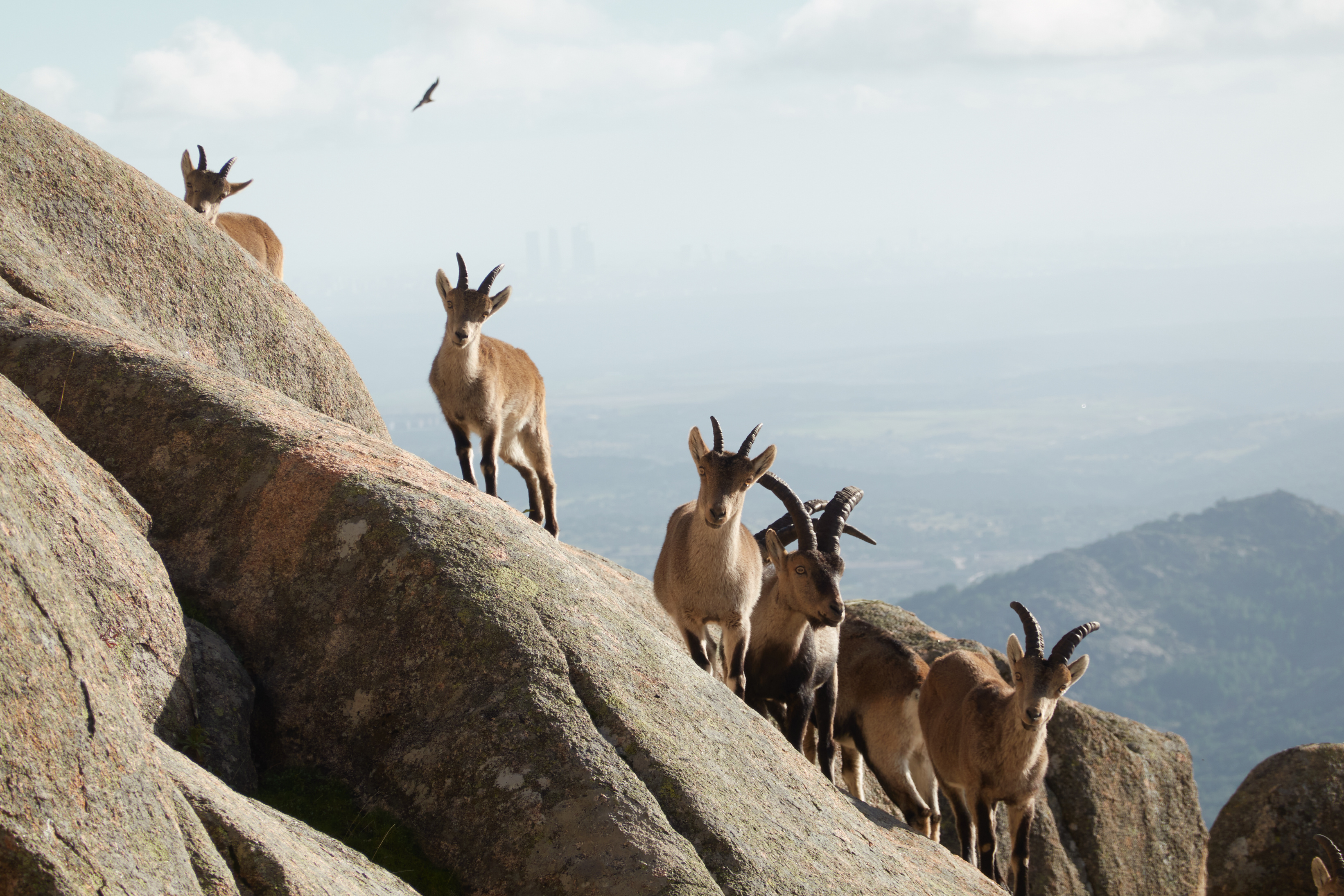 Sierra de Guadarrama National Park