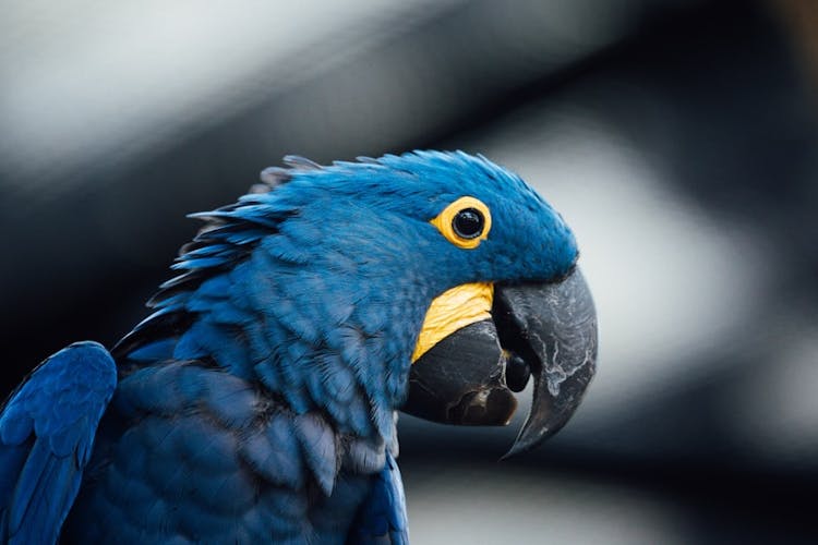 macaw