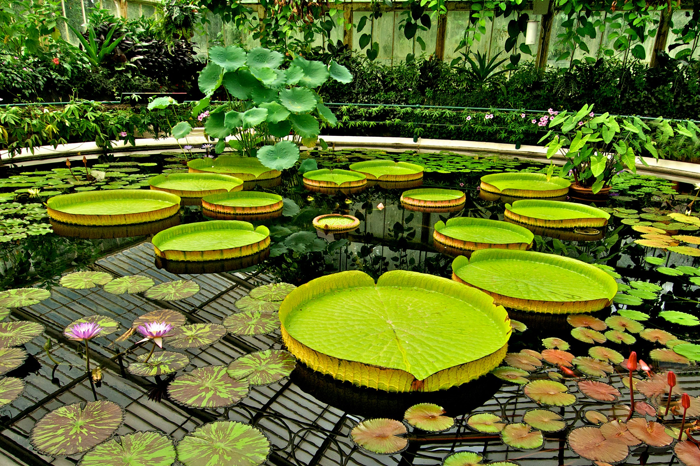 Waterlily House