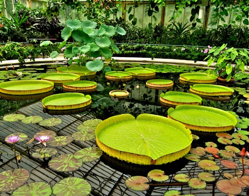 Waterlily House interior with vibrant water lilies at Kew Gardens, London.