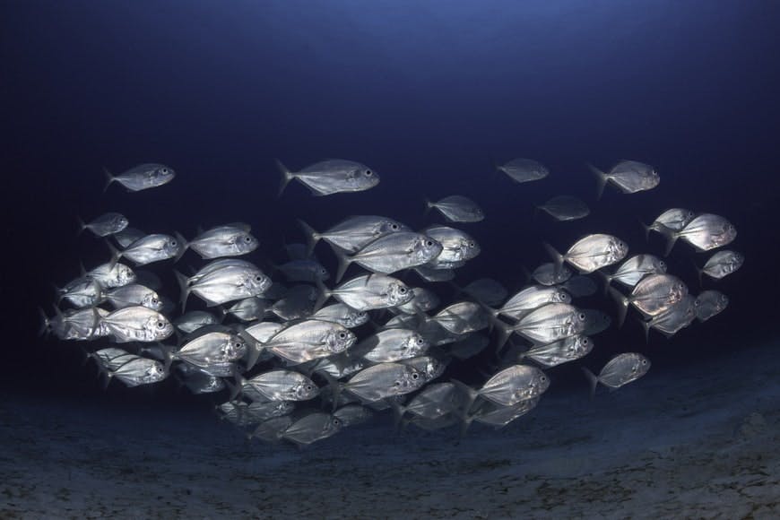 Lost Chambers Aquarium Dubai Attractions