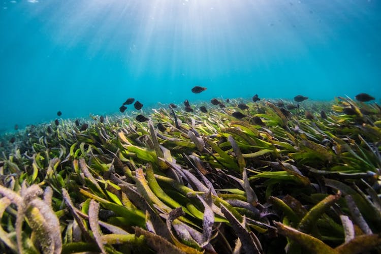 seagrass