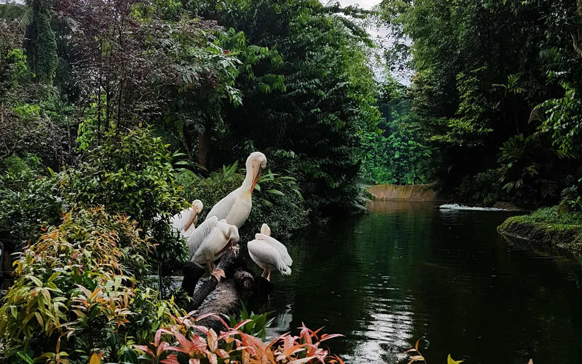 The ultimate Singapore Zoo guide
o