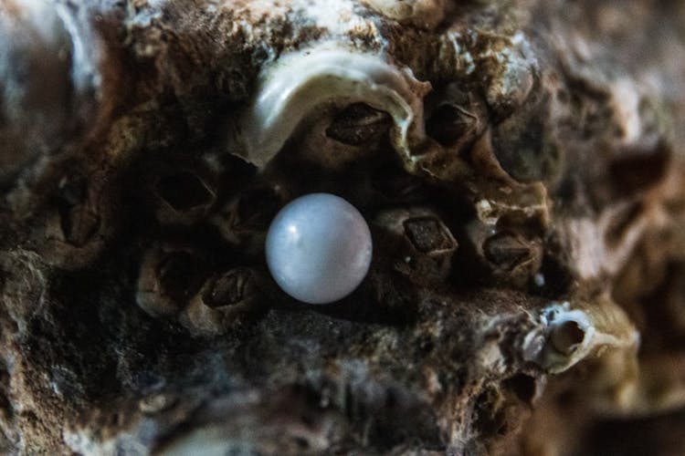 pearl