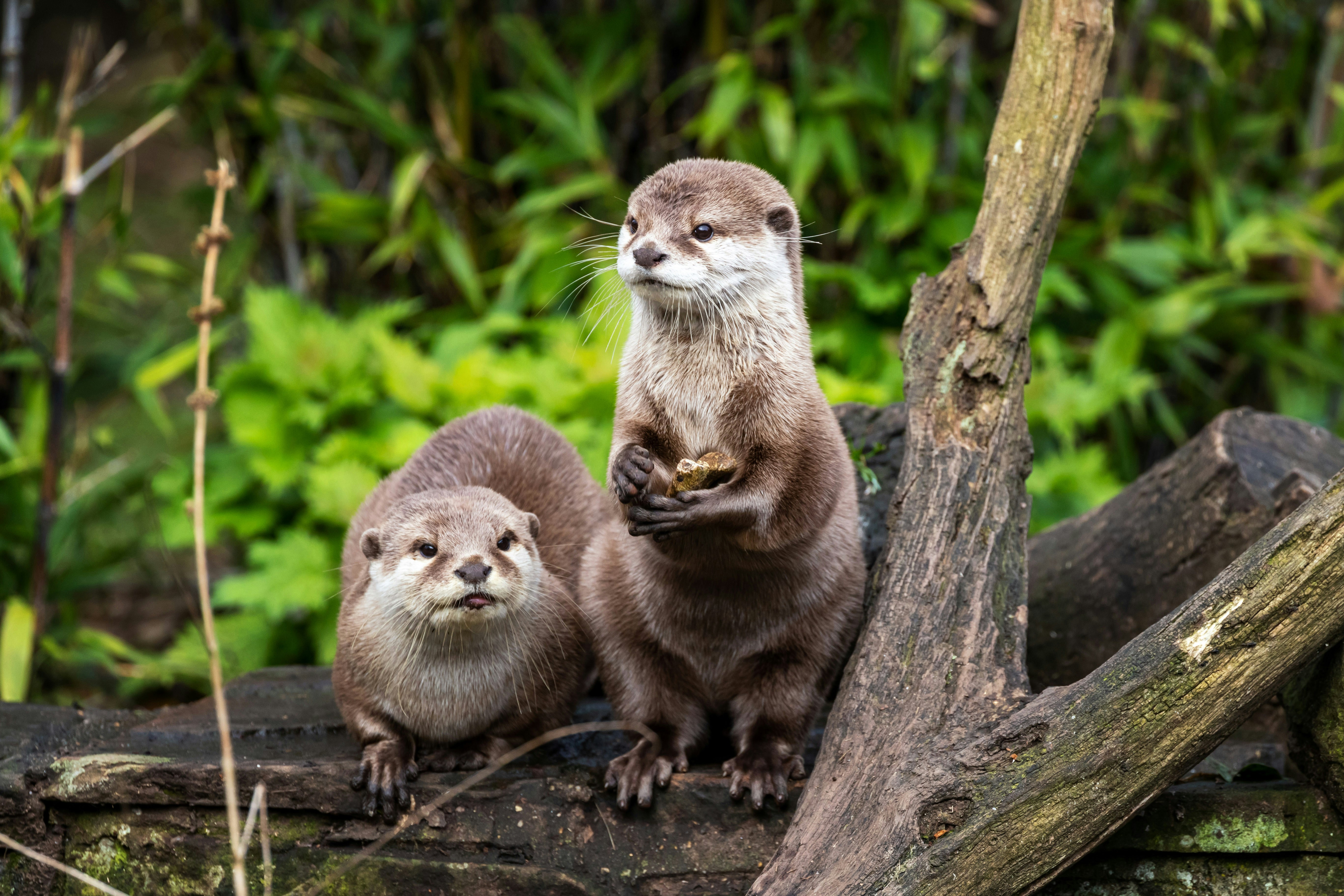 Two otters on a log surrounded by greenery.