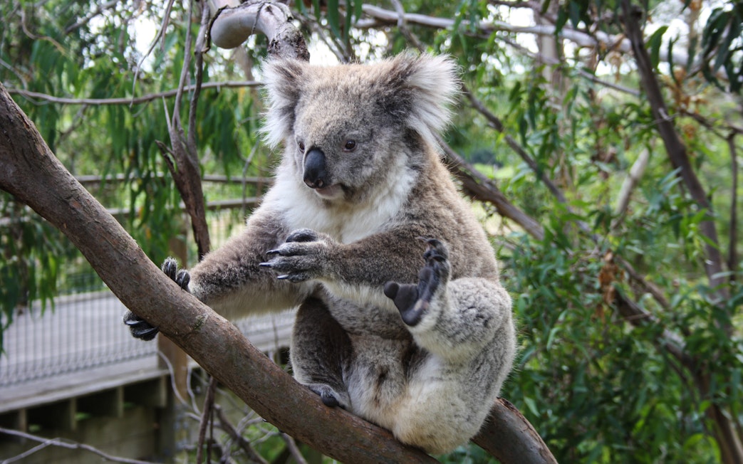 Koala sitting in a tree at a wildlife park in Sydney.