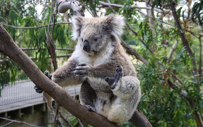Koala sitting in a tree at a wildlife park in Sydney.
