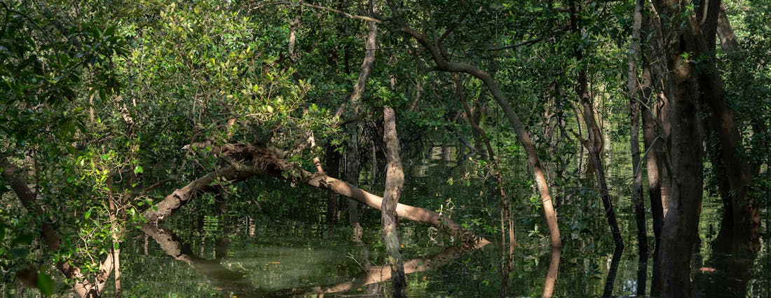 Singapore Wildlife