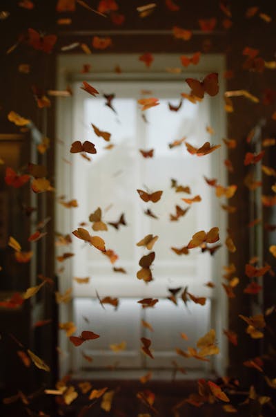 Dubai Butterfly Garden